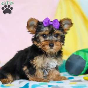 Macie, Yorkie Puppy